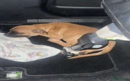 Staffordshire Bull Terrier dogs for sale: Beautiful Staffy pups  in Shrewsbury - Image 2