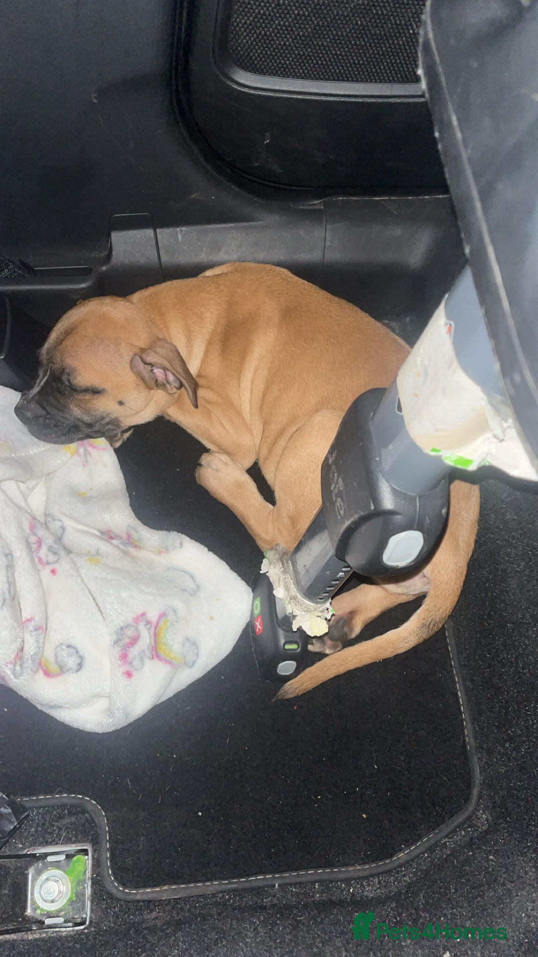 Staffordshire Bull Terrier dogs for sale: Beautiful Staffy pups  in Shrewsbury - Image 2