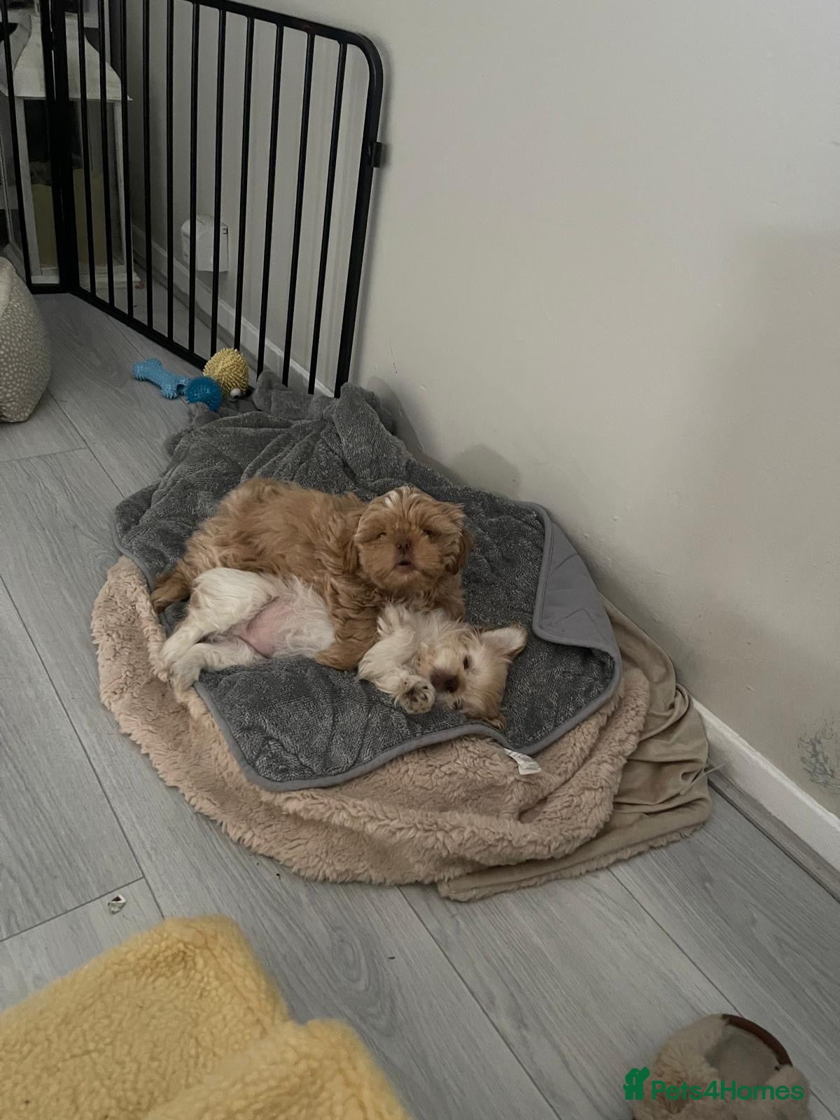 Shih Tzu dogs Prince and Toast Shih Tzu 8 months old  - Advert 8
