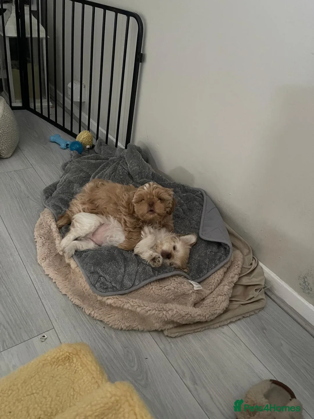 Shih Tzu dogs for sale: Prince and Toast Shih Tzu 8 months old  - Advert 1