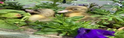 Ducks poultry for sale: Pom Pom Runner Ducklings  - Advert 3