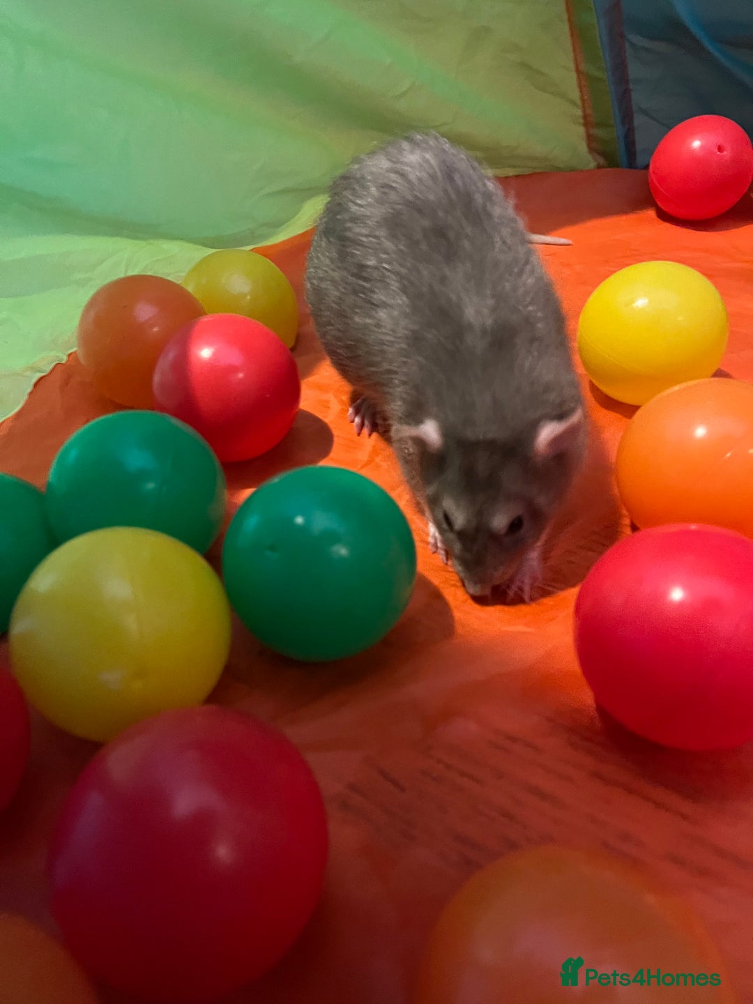 Rat rodents for sale: 2 male rats + cage and accessories  - Image 18
