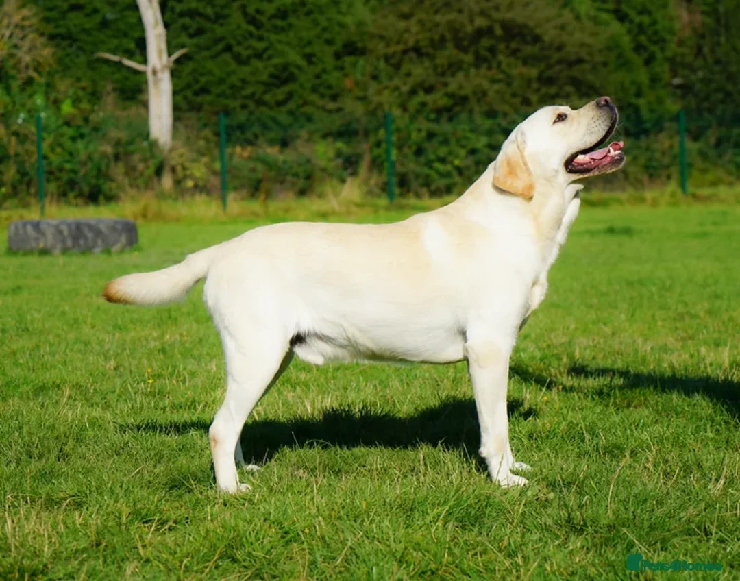 Labrador Retriever dogs for sale: Full Show & Fully health Tested Stud - Advert 10