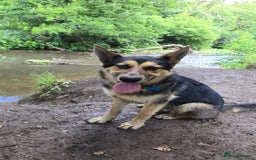 Mixed Breed dogs for sale: Name: Jinx - Image 1