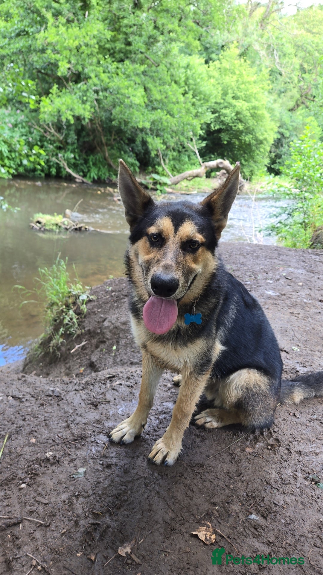 Mixed Breed dogs for sale: Name: Jinx - Image 1