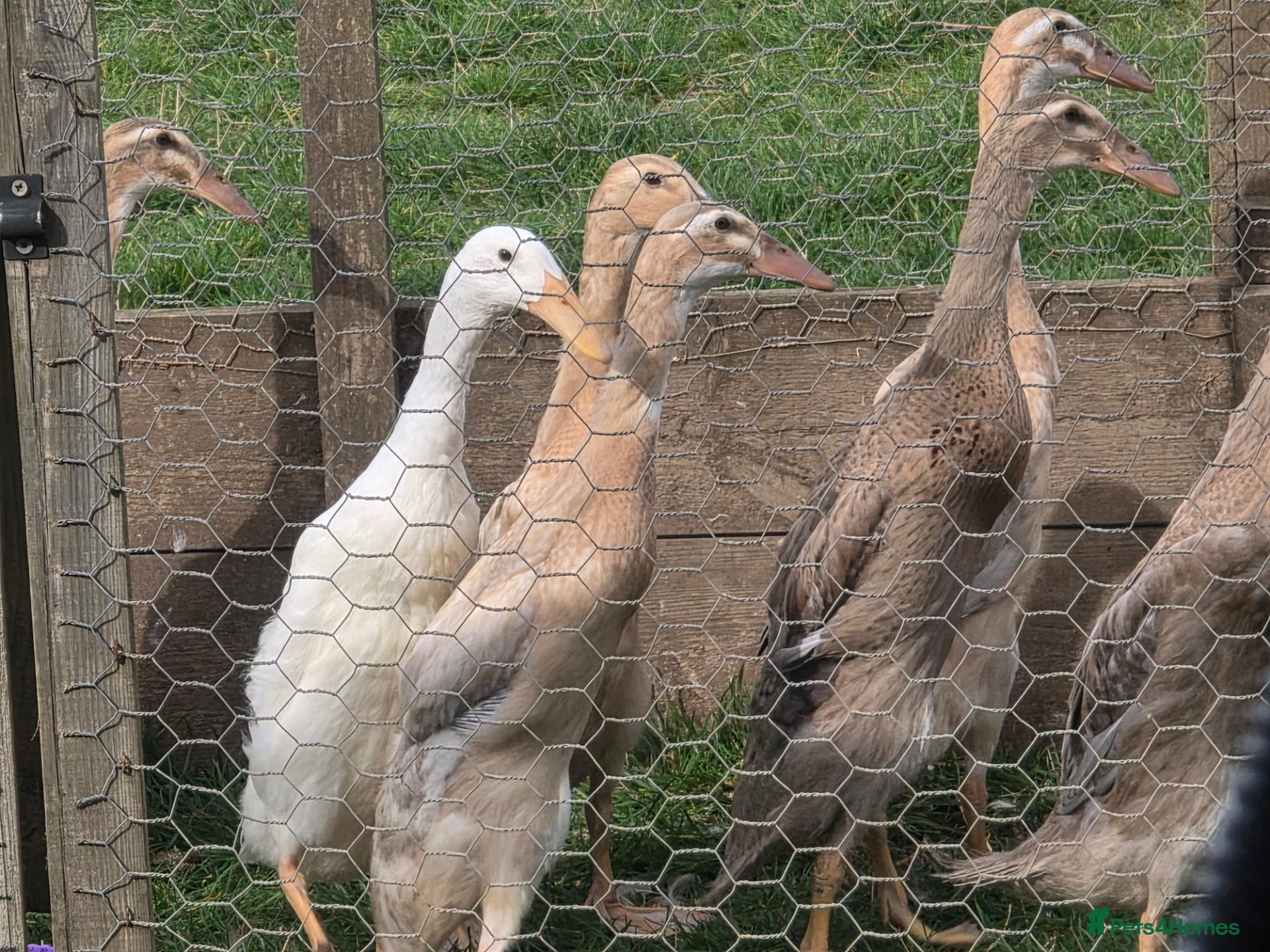 Ducks poultry Female Point Of Lay Pure Bred Indian Runner Ducks - Advert 2