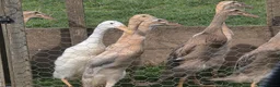 Ducks poultry for sale: Female Point Of Lay Pure Bred Indian Runner Ducks - Advert 2