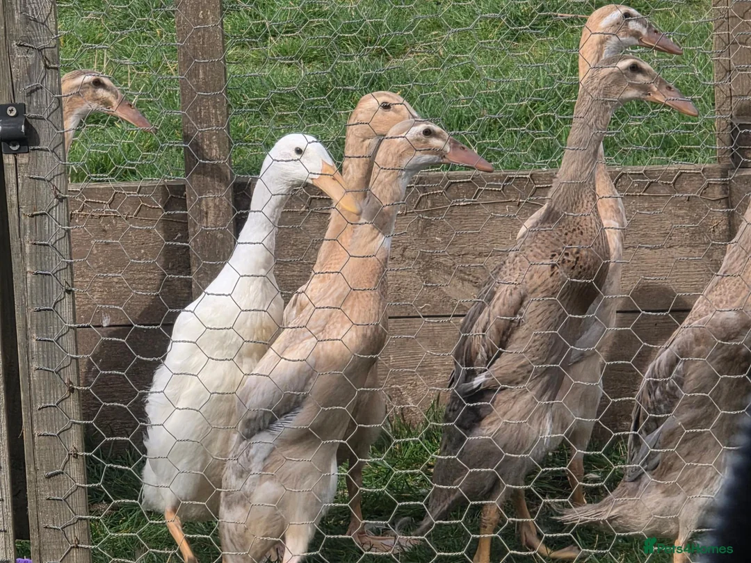 Ducks poultry for sale: Female Point Of Lay Pure Bred Indian Runner Ducks - Advert 2