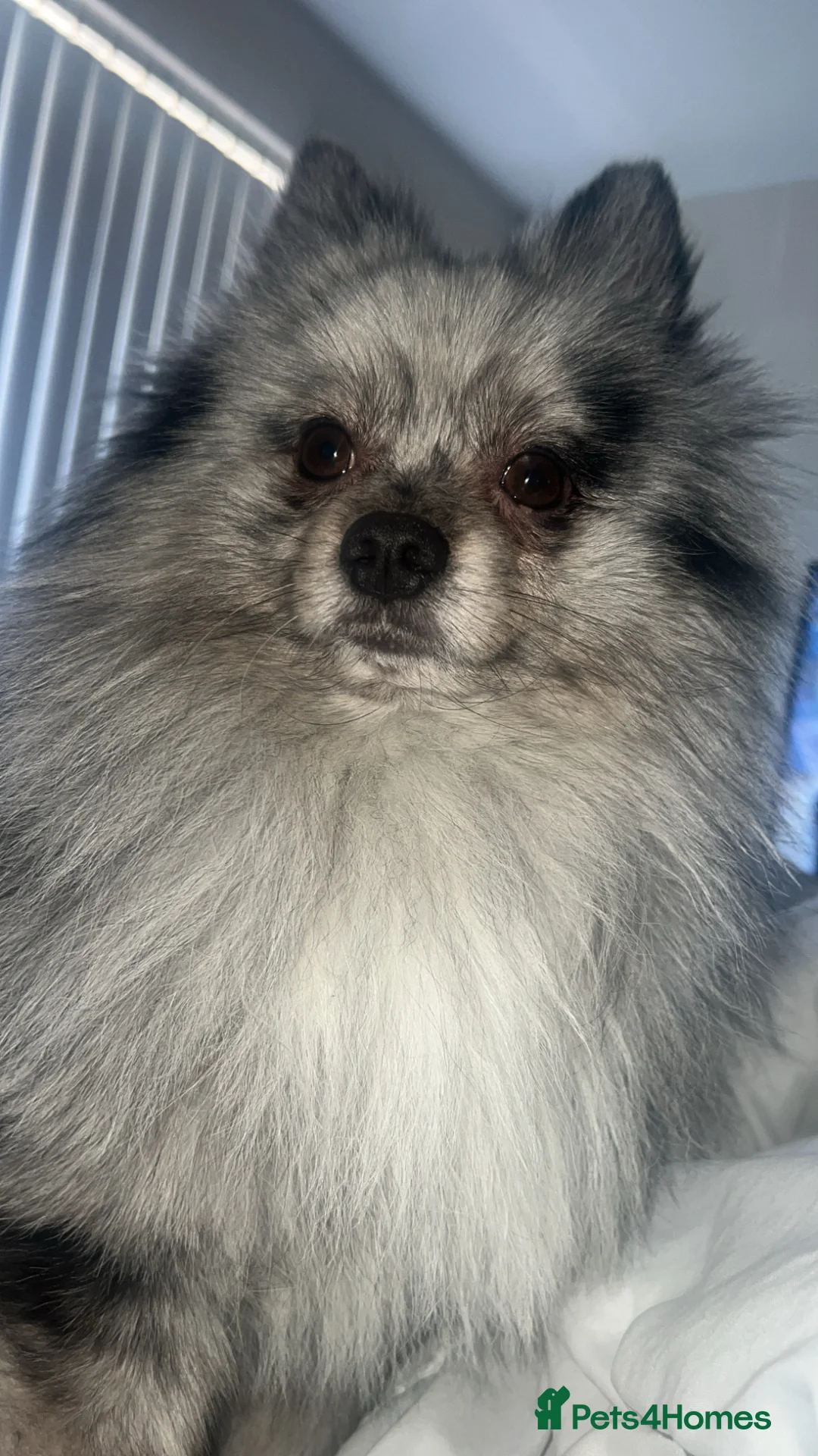 Mixed Breed dogs for sale: Pomeranian X Pocket Bully  - Advert 2