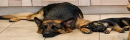 German Shepherd dogs for sale: 1 Gorgeous Male German Shepherd puppy - Advert 7