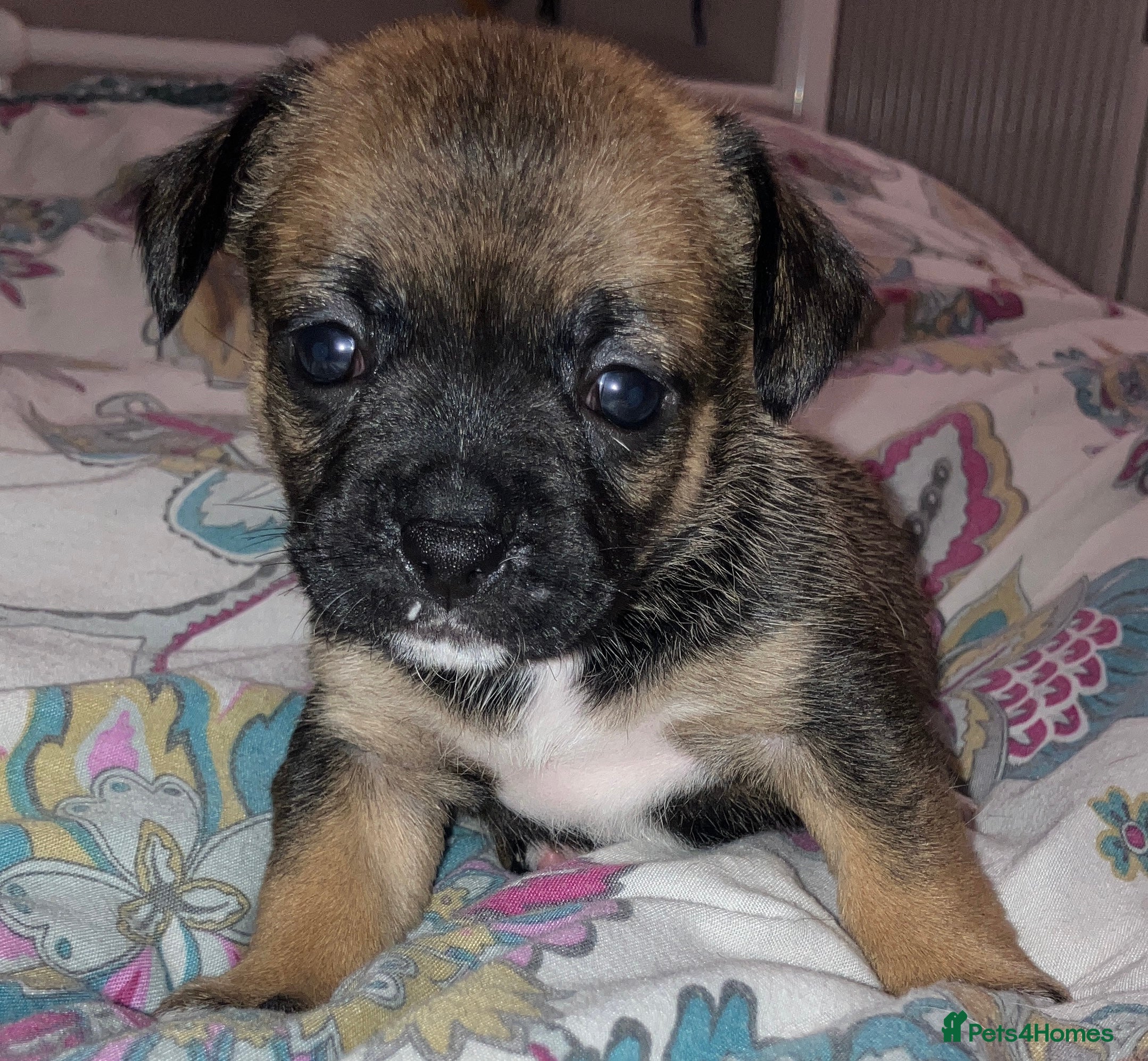Mixed Breed dogs Beautiful French Bulldog x Pomchi Pups - Advert 3