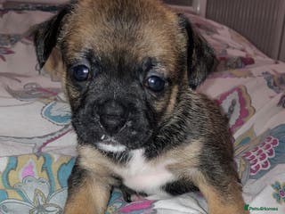 Mixed Breed dogs Beautiful French Bulldog x Pomchi Pups - Advert 1