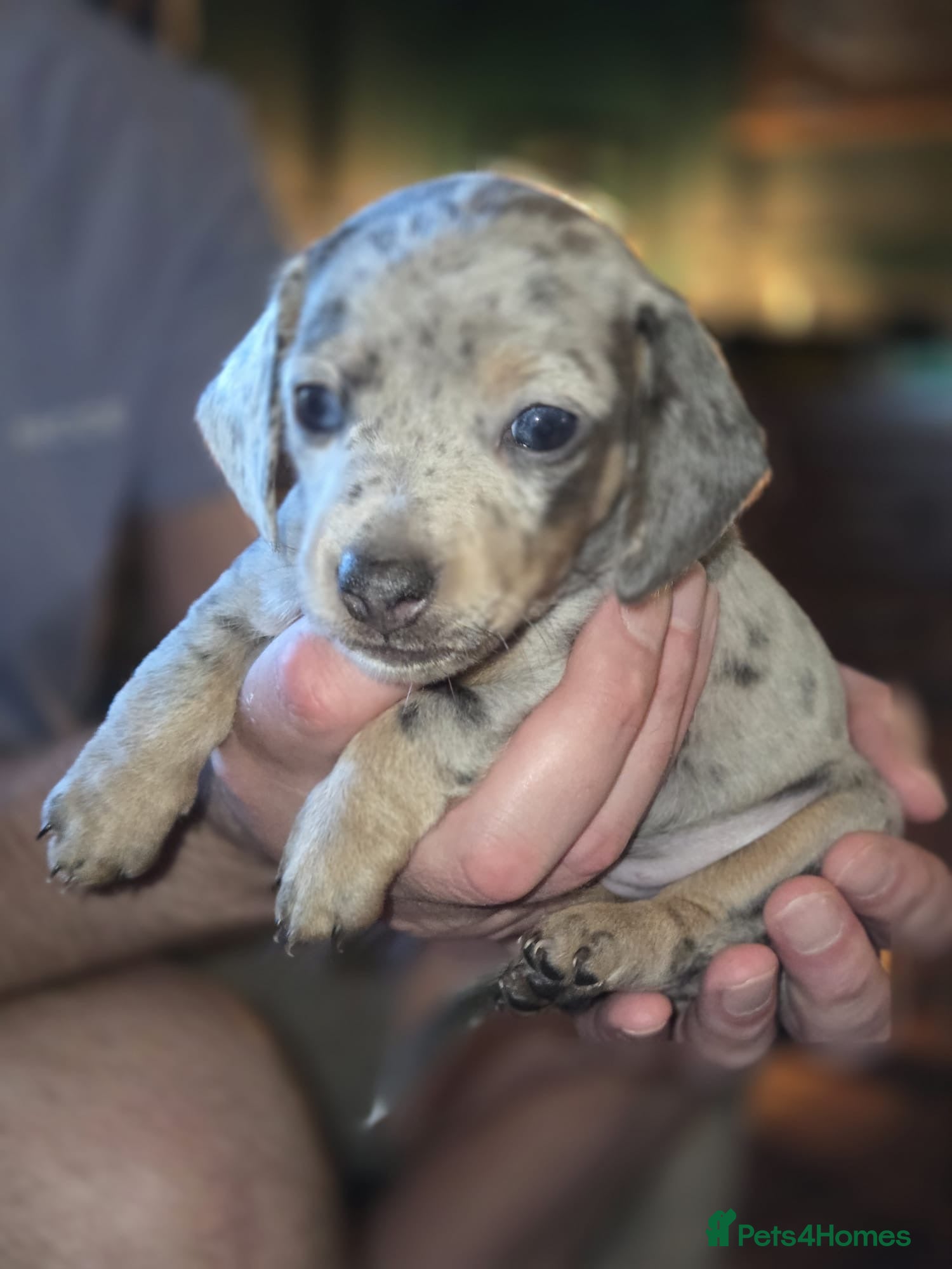 Dachshund dogs Beautiful dachshund Puppies for Forever Homes 🐾 - Advert 3