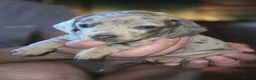 Dachshund dogs for sale: Beautiful dachshund Puppies for Forever Homes 🐾 in Sunderland - Advert 1