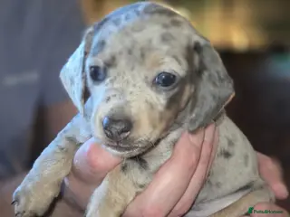 Dachshund dogs Beautiful dachshund Puppies for Forever Homes 🐾 - Advert 6