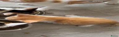 Domestic Shorthair 2