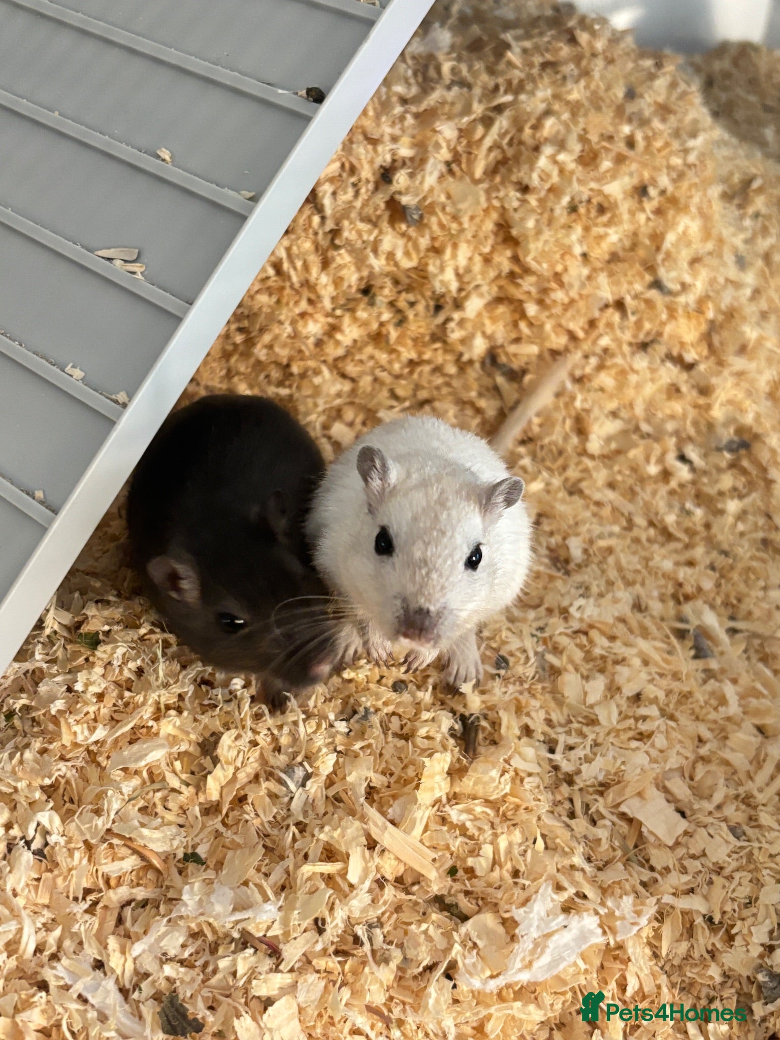 Gerbil rodents 2 Gerbils and starter set up!  - Advert 8