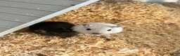 Gerbil rodents for sale: 2 Gerbils and starter set up!  in Birmingham - Advert 1