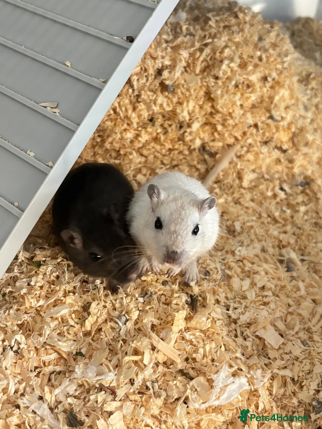 Gerbil rodents for sale: 2 Gerbils and starter set up!  in Birmingham - Advert 1
