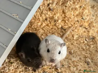 Gerbil rodents 2 Gerbils and starter set up! - Advert 1