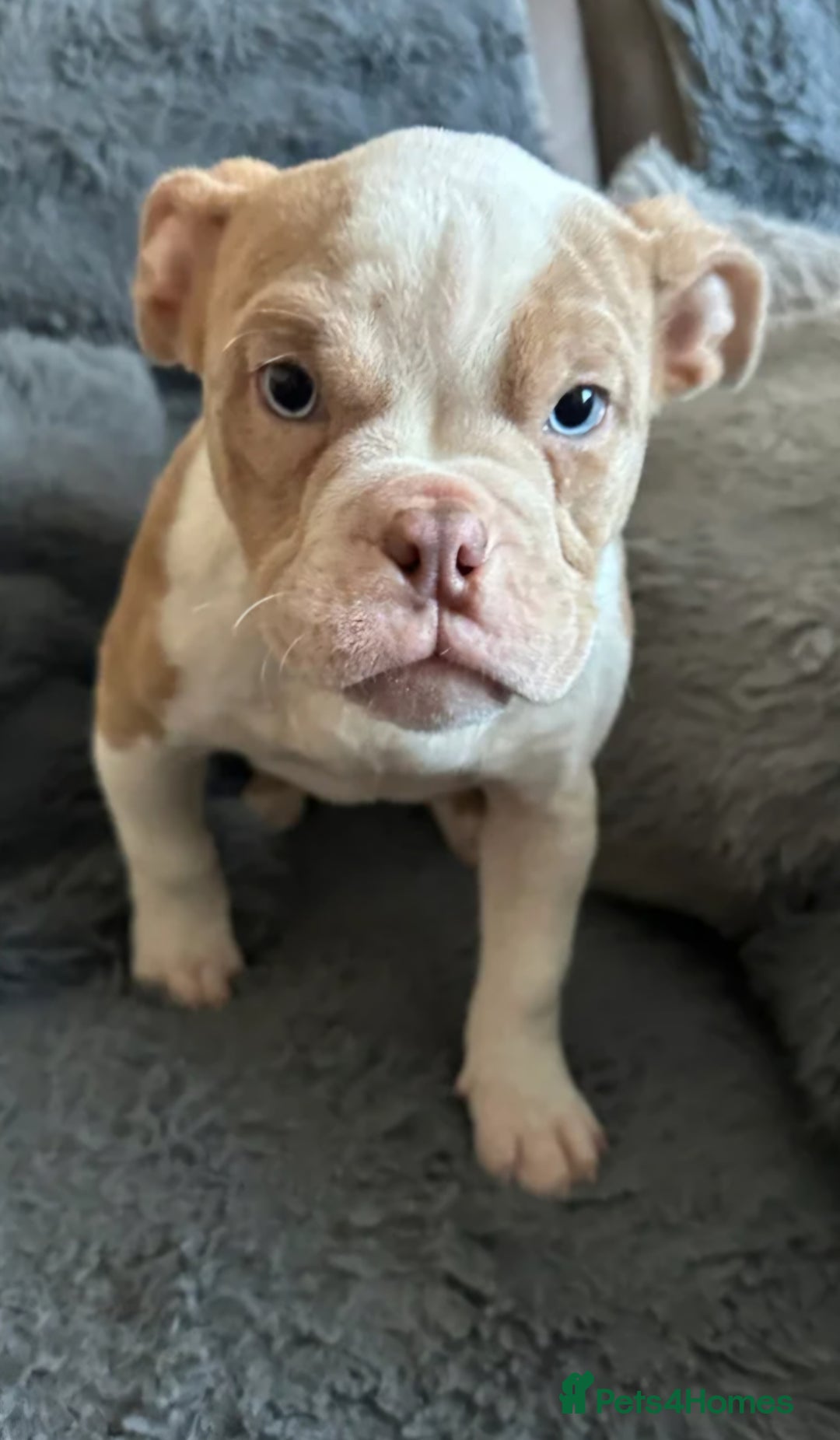 American Bully dogs for sale: Female Pocket Bully Puppy - Advert 6