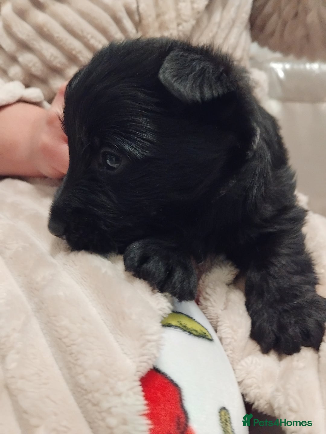 Scottish Terrier dogs for sale: Beautiful Scottish terrier puppies - Advert 15
