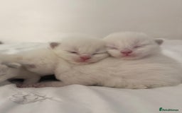 Ragdoll cats for sale: Blue Point Ragdoll Kittens!  - Advert 1