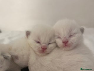 Ragdoll cats Blue Point Ragdoll Kittens! - Advert 1