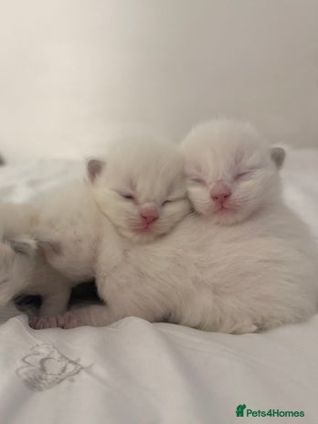 Ragdoll cats Blue Point Ragdoll Kittens! - Advert 4