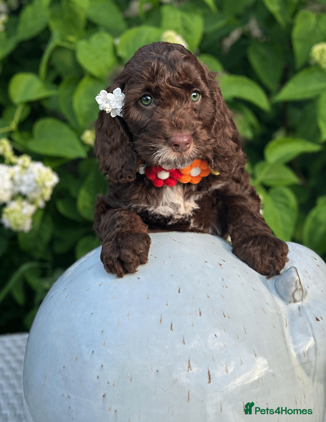 Cockapoo dogs Fabulous F1 cockapoos  - Advert 12
