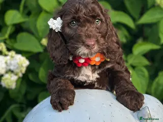 Cockapoo dogs Fabulous F1 cockapoos - Advert 12