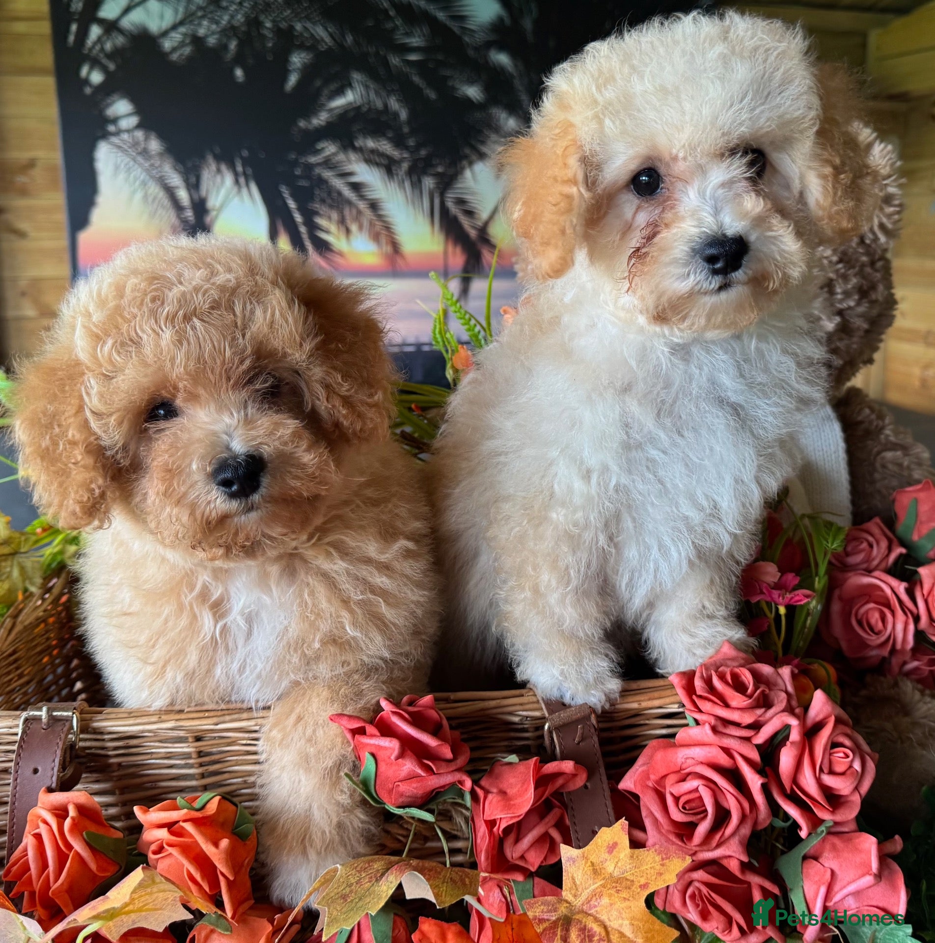 Poochon dogs  BEAUTIFUL F1 POOCHON PUPPIES  - Advert 11