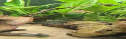 Catfish fish for sale: Fluval roma 240L aquarium- complete upgraded setup - Advert 12