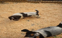 Cocker Spaniel dogs for sale: Kc registered mixed litter - Image 25