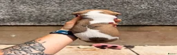 Whippet dogs for sale: One boy, Kennel club registered. - Advert 35