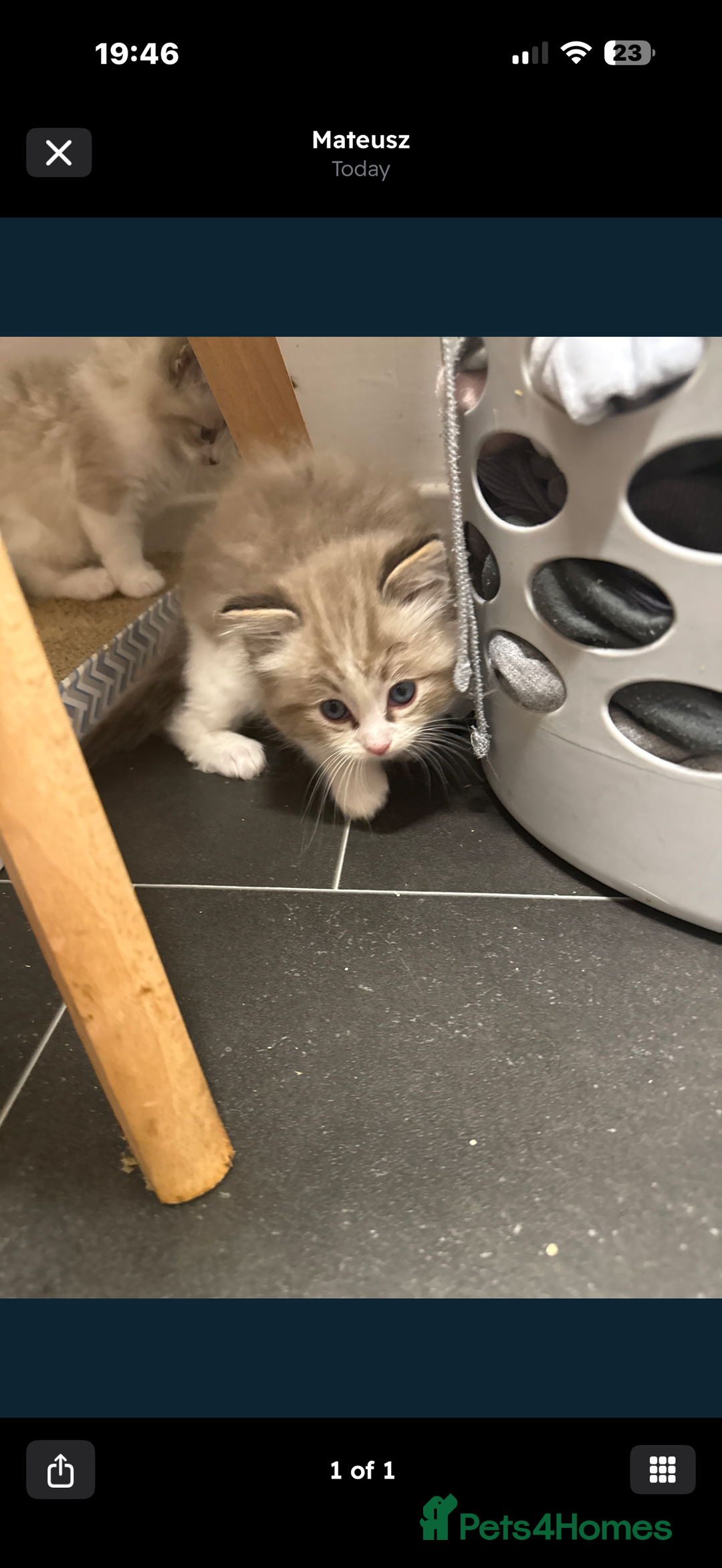 Ragdoll cats for sale: 4 Male Ragdoll Kittens  - Advert 11
