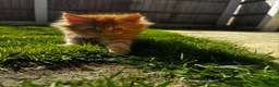 Maine Coon cats for sale: 7 adorable Pure Bred Mainecoon - Advert 10