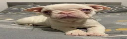 French Bulldog dogs for sale: Last KC registered French Bulldog puppy - Advert 17