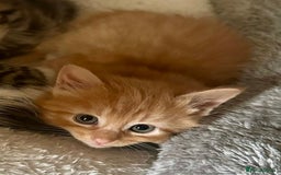 Mixed Breed cats for sale: For Sale: 5 Adorable Male Kittens 🐾 - Image 2