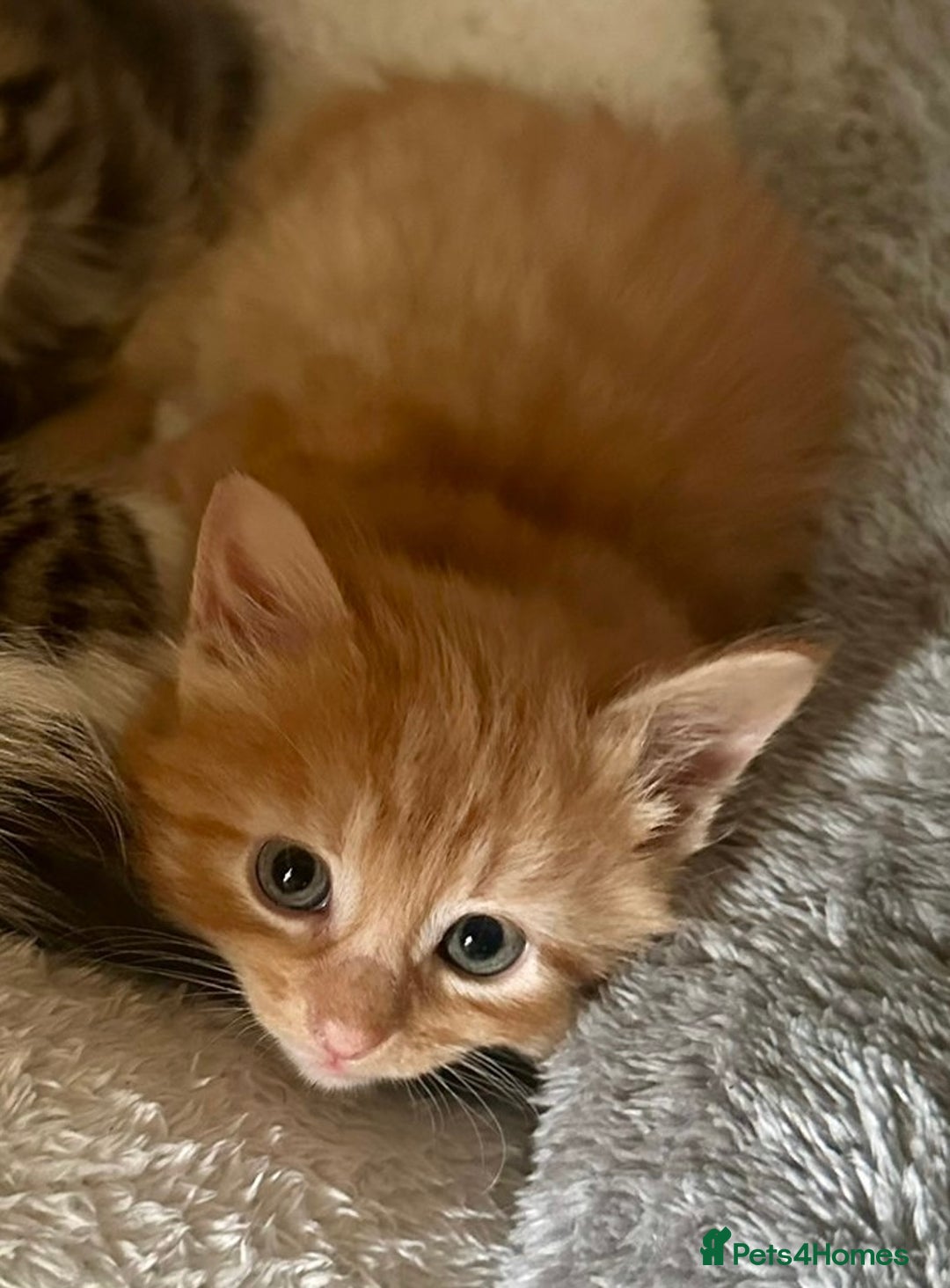 Mixed Breed cats for sale: For Sale: 5 Adorable Male Kittens 🐾 - Image 2