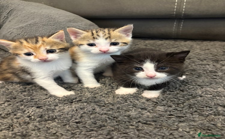 Mixed Breed cats - Advert 4