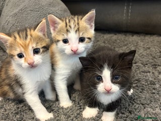 Mixed Breed cats for sale - Advert 1