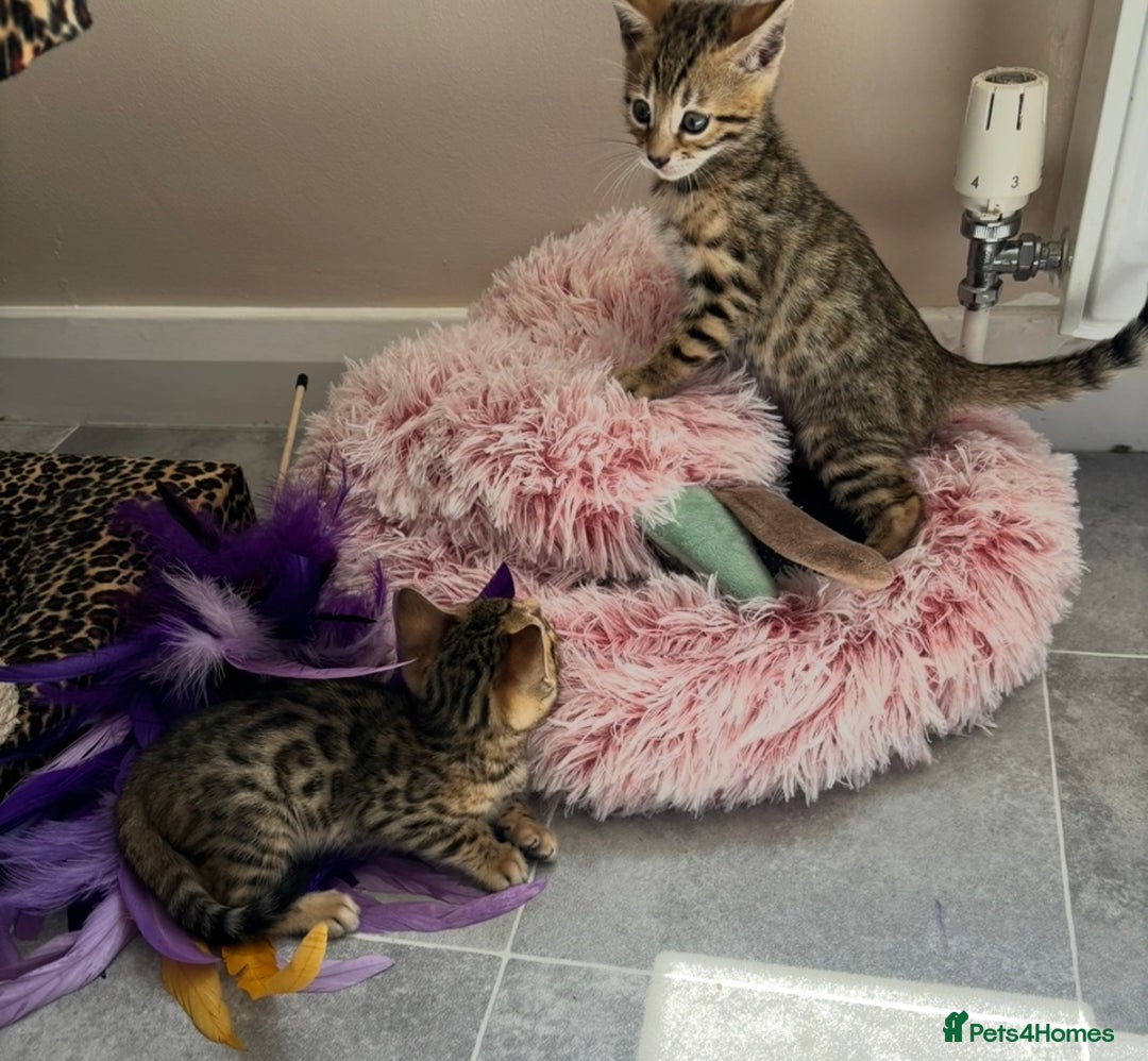 Bengal cats for sale: 😻Tica Best Bengal UK sired Kittens 🏆 🐾 🐱  - Image 23