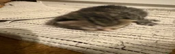 Domestic Shorthair cats for sale: Kittens for sale  - Advert 8