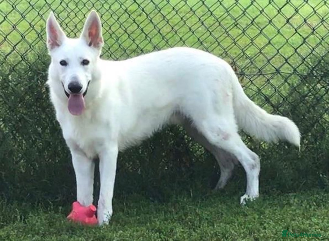 German Shepherd dogs for stud: Proven White Shepherd Dog ~ Frozen Semen Available - Image 14