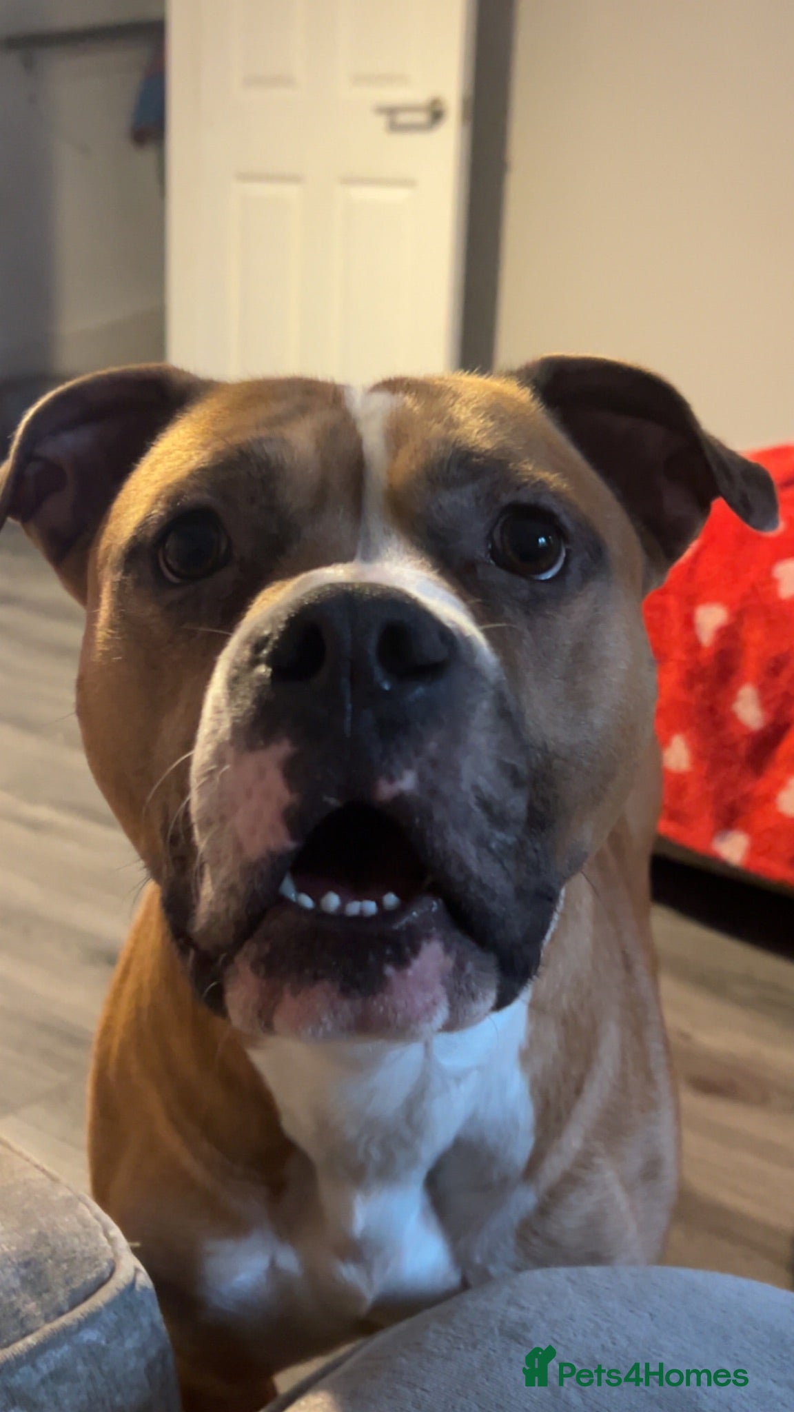 Mixed Breed dogs Rocco - Advert 19