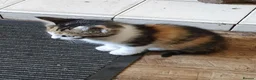 Mixed Breed cats for sale: Fun Fun Fun - Advert 11