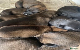 Belgian Shepherd Dog dogs for sale: Belgian Malinois Puppies - Image 3