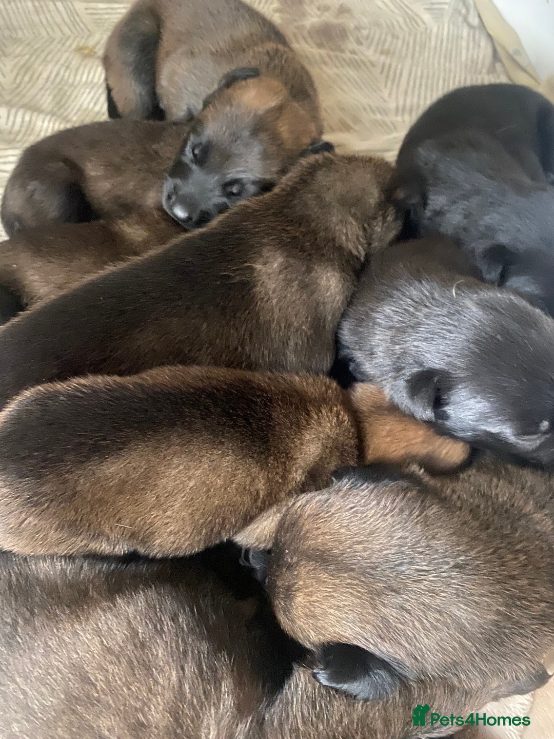 Belgian Shepherd Dog dogs for sale: Belgian Malinois Puppies - Image 3