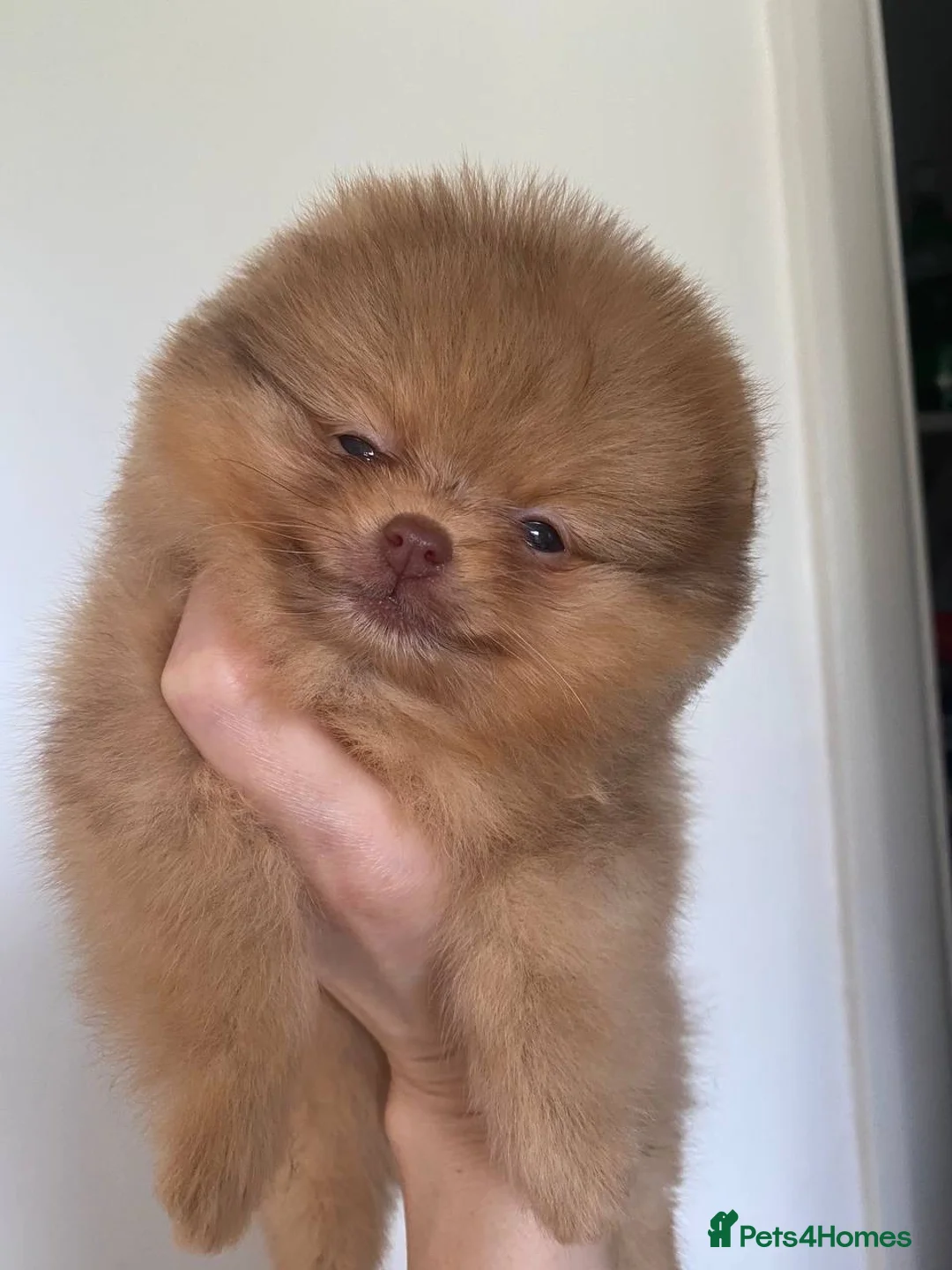 Pomeranian dogs for stud: STUD Chocolate and Tan Merle Blue Eyes Puppy Size in Guildford - Advert 28